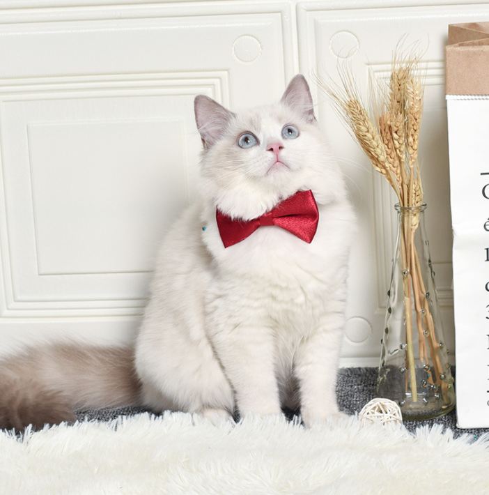 寵物領(lǐng)結(jié)蝴蝶結(jié)貓項(xiàng)圈貓咪狗狗圍脖圍巾寵物配飾OEM代加工