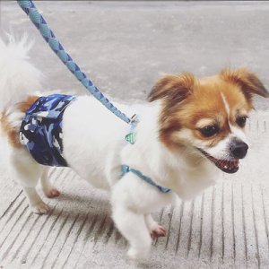 公狗生理褲禮貌帶衣服OEM/ODM定制代加工