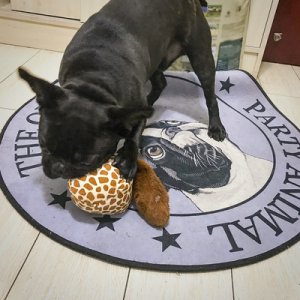 耐抓彈跳毛絨玩具球OEM/ODM代加工