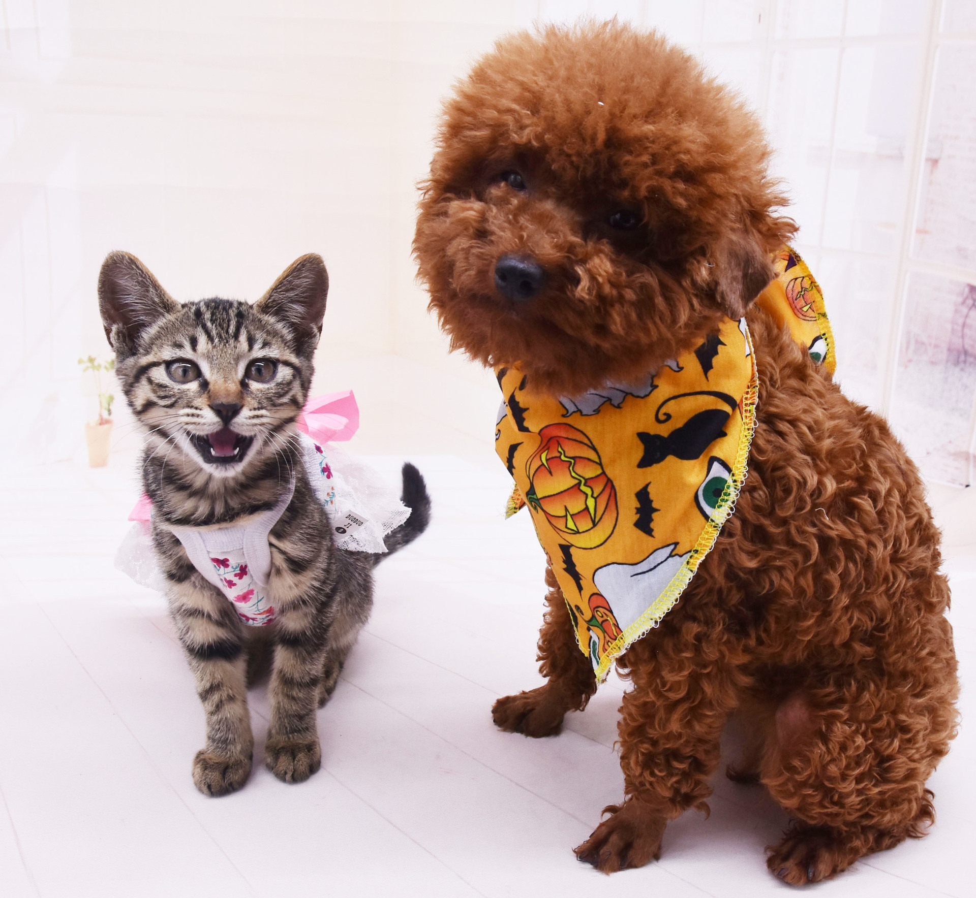 三角巾 寵物圍巾 狗圍巾 口水巾 貓三角巾OEM/ODM代加工