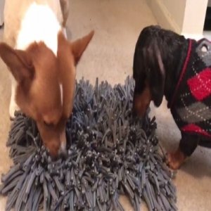 狗狗訓(xùn)練墊代加工貼牌OEM/ODM