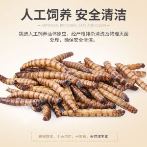 微波烘干大麥蟲高蛋白飼料倉(cāng)鼠 100G(袋裝）,200G(袋裝）,500G(袋裝）,1000G(袋裝）,400G(桶）