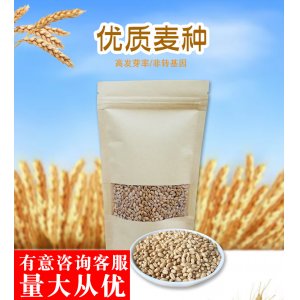 雀寵貓草種子200g