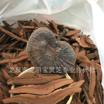紫靈芝切片 黑靈芝片OEM貼牌代工