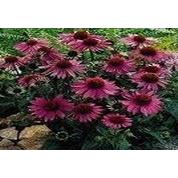 湖南金捷生物工程有限公司