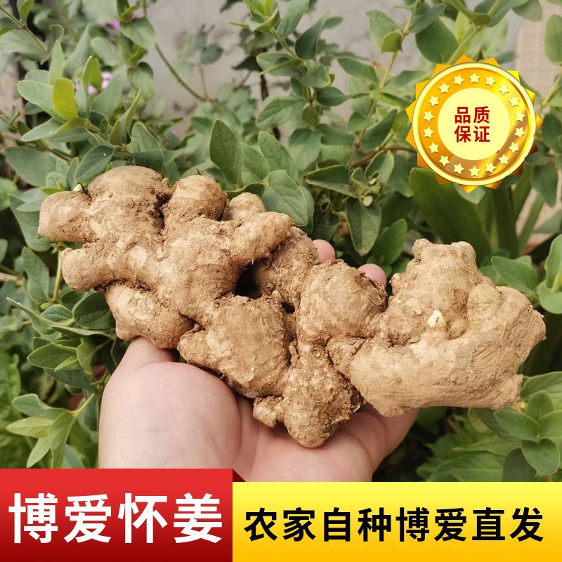 農(nóng)戶自種懷姜食用農(nóng)產(chǎn)品姜上莊生姜懷姜糖膏鮮姜原料散裝批發(fā)供應(yīng)OEM代加工